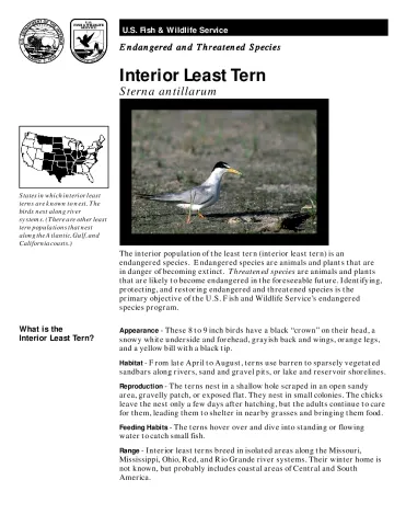USFWS Interior Least Tern Fact Sheet.pdf