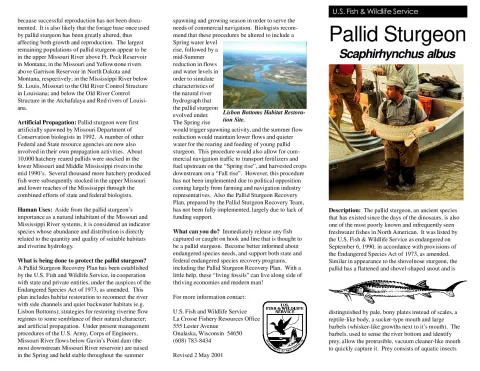 USFWS Pallid Sturgeon Fact Sheet.pdf