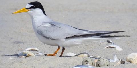 Least Tern standing beside its speckled eggs among shells on sandy beach habitat.