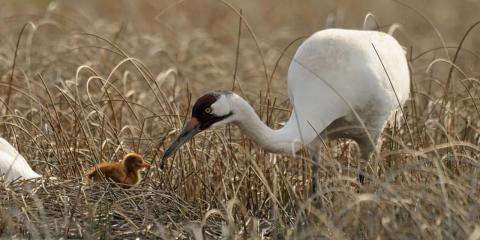 Adult whooping crane walking beside a chick in shallow wetlands.