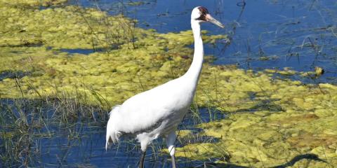 Whooping crane standing in shallow wetland water.