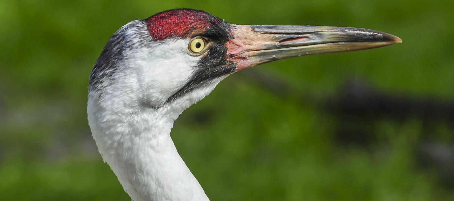 Image of a whooping crane