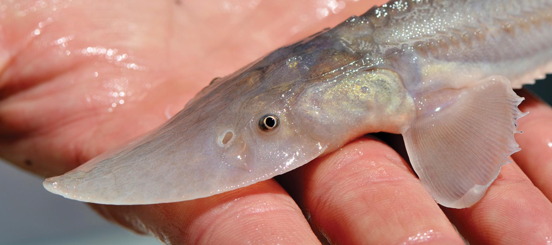 pallid sturgeon