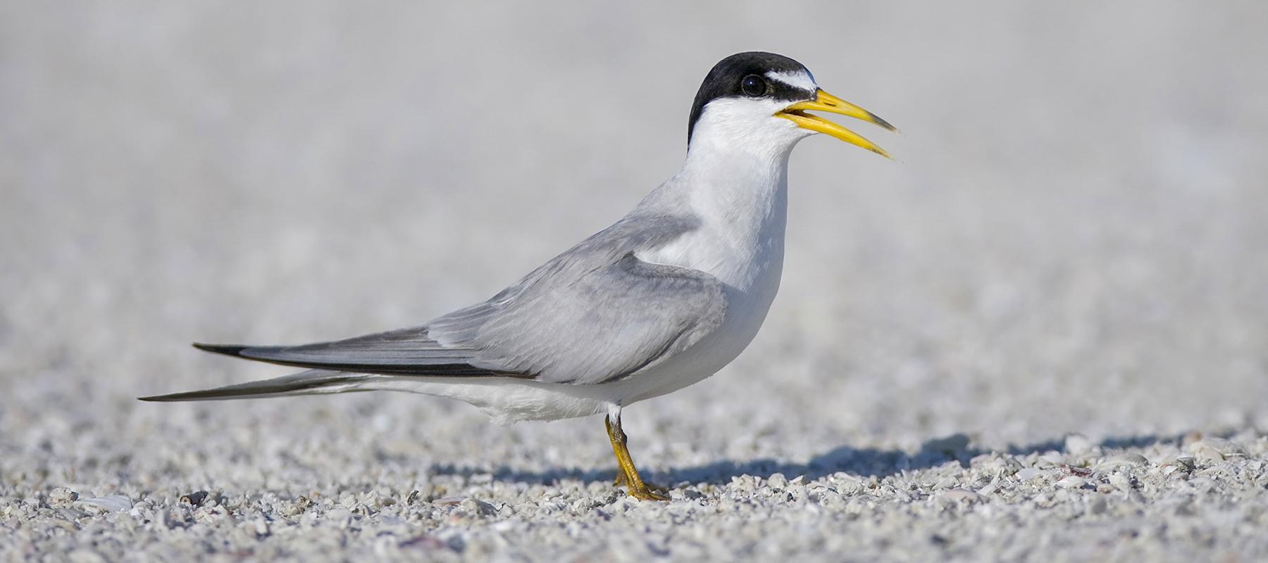 Interior Least Tern Platte River Recovery Implementation