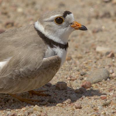 Piping Plover