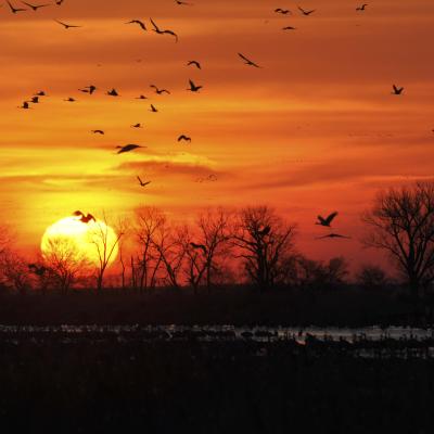 Sunrising over platte river