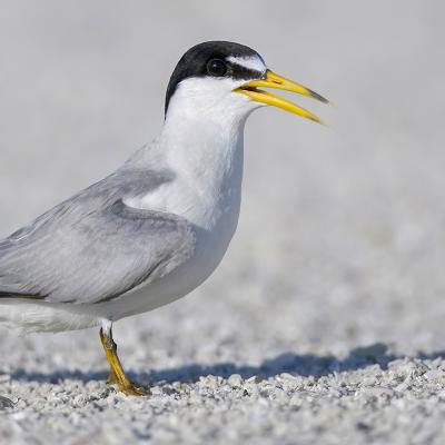Image of Interior Least Tern
