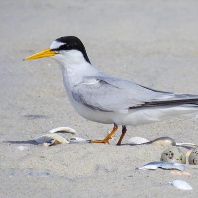 Least Tern standing beside its speckled eggs among shells on sandy beach habitat.