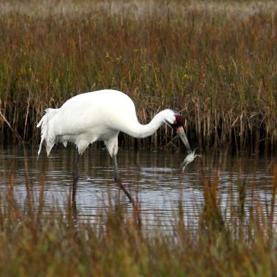 Whooping crane eating a blue crab in shallow water.