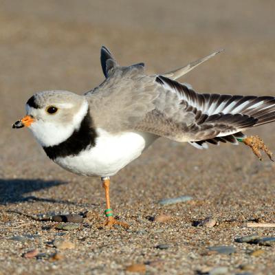 A banded piping plover stretches its wings on a gravel beach