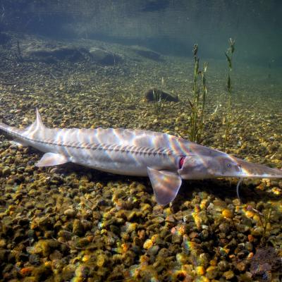 Pallid sturgeon swimming on the bottom of a river