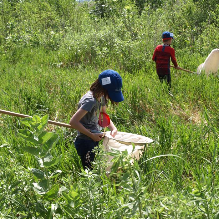 Students walking through tall grass with sweep nets during an insect survey activity.