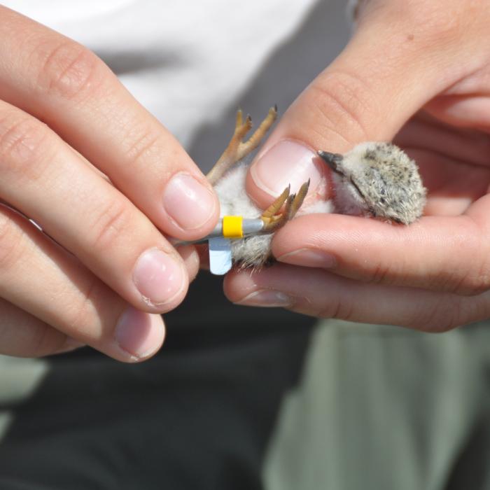 Piping plover chick being banded by a researcher