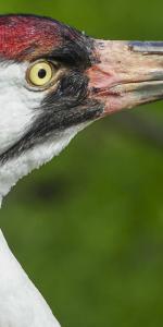 Image of a whooping crane