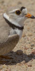 Piping Plover