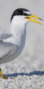 Image of Interior Least Tern