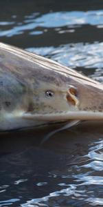 Detail of a pallid sturgeon head above water