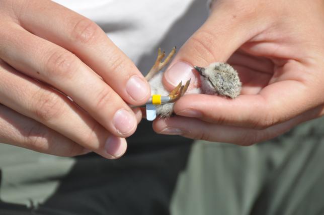 Piping plover chick being banded by a researcher