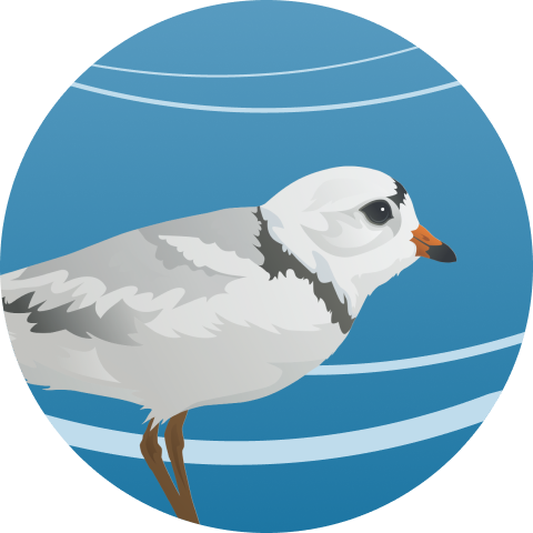 Artwork image of Piping Plower