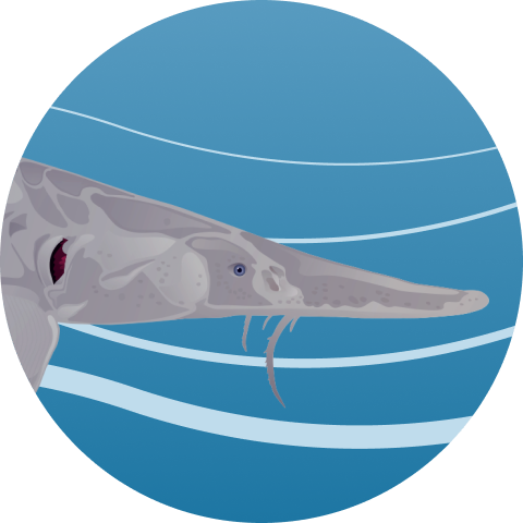 Artwork image of Pallid Sturgeon
